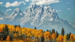 Aspen grove in fall colors with snow covered mountains in the background, Grand Teton National Park, Wyoming
