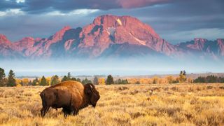 picture of buffalo in Wyoming with mountains in background