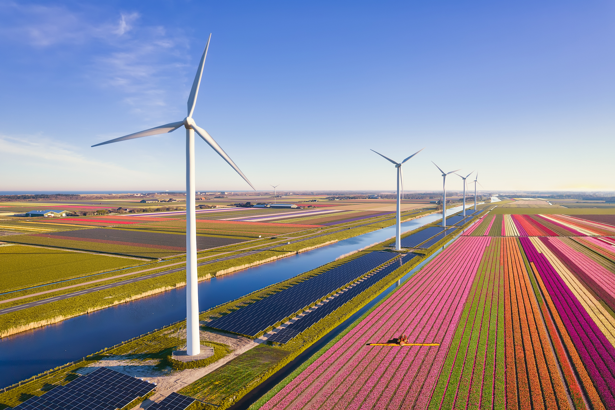 High angle view of multicolored field of tulips during springtime with wind turbines and solar panels in a beautiful morning with clear sky in the Netherlands.