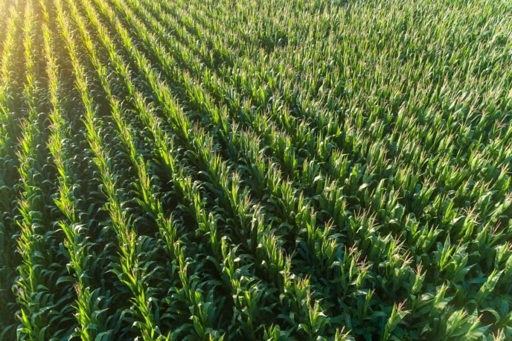 What to Watch as Critical Period for Corn, Soybeans Begins