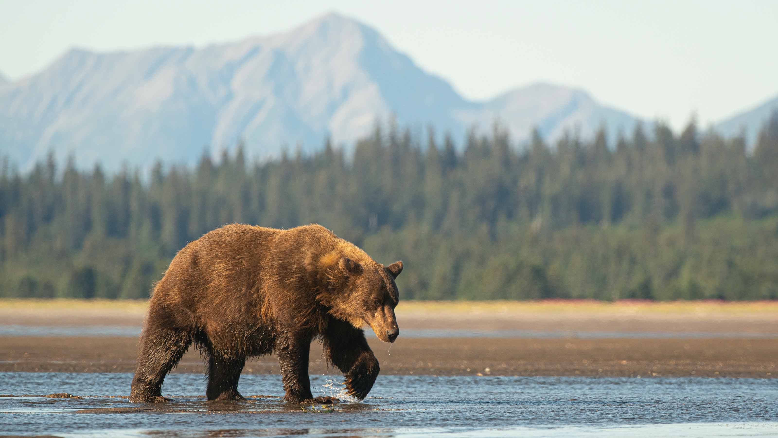 picture of a bear in Alaska