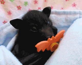 Your employer when you stall on signing a severance package while using the word "counsel."