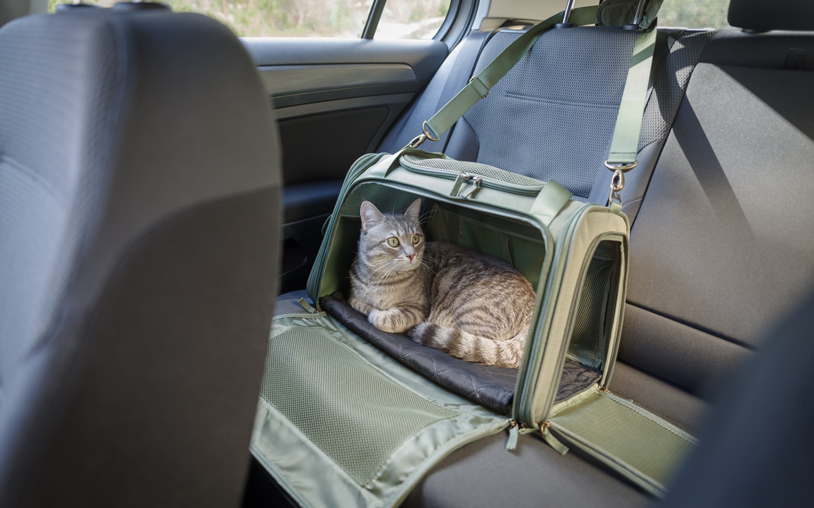 Cat in pet carrier on passenger seat of the car
