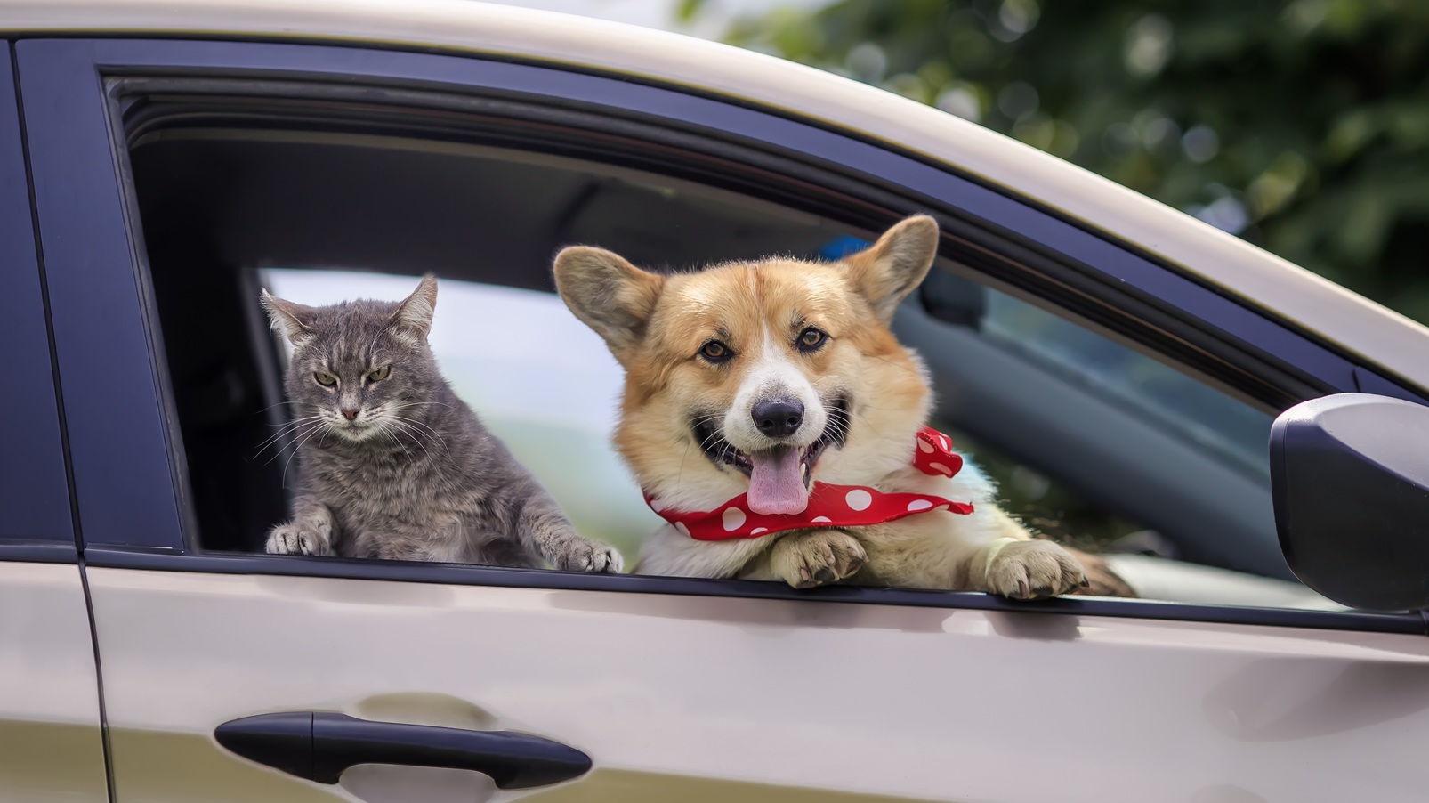 cute cat and dog with big eyes ears poked out of the car window on the road