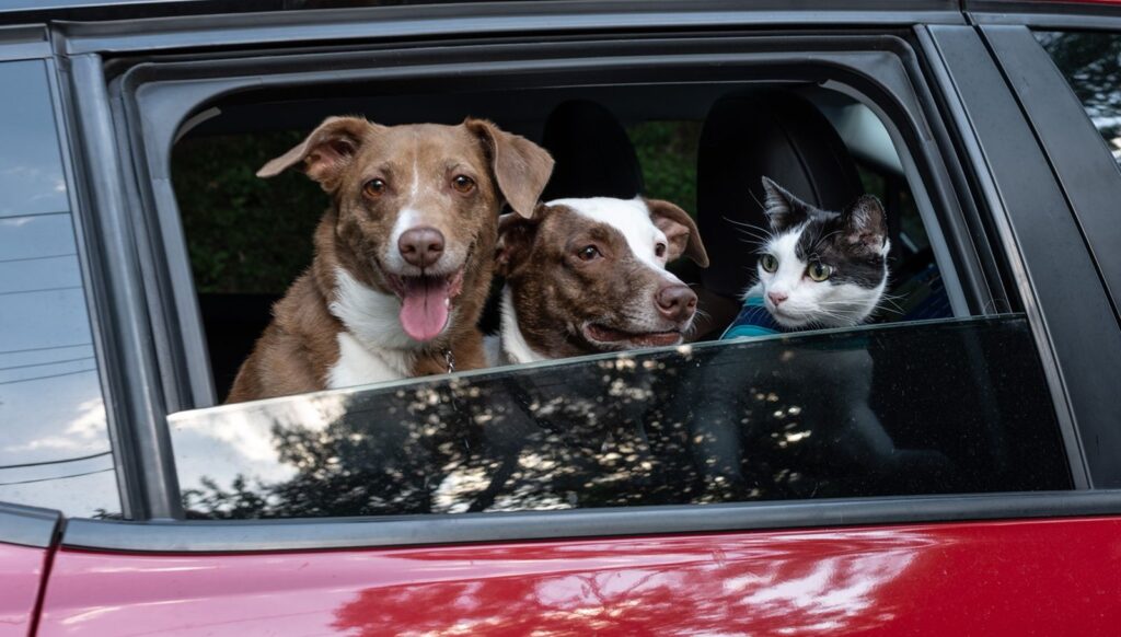 Two large mixed breed dogs and a cat looking at the window of a red car
