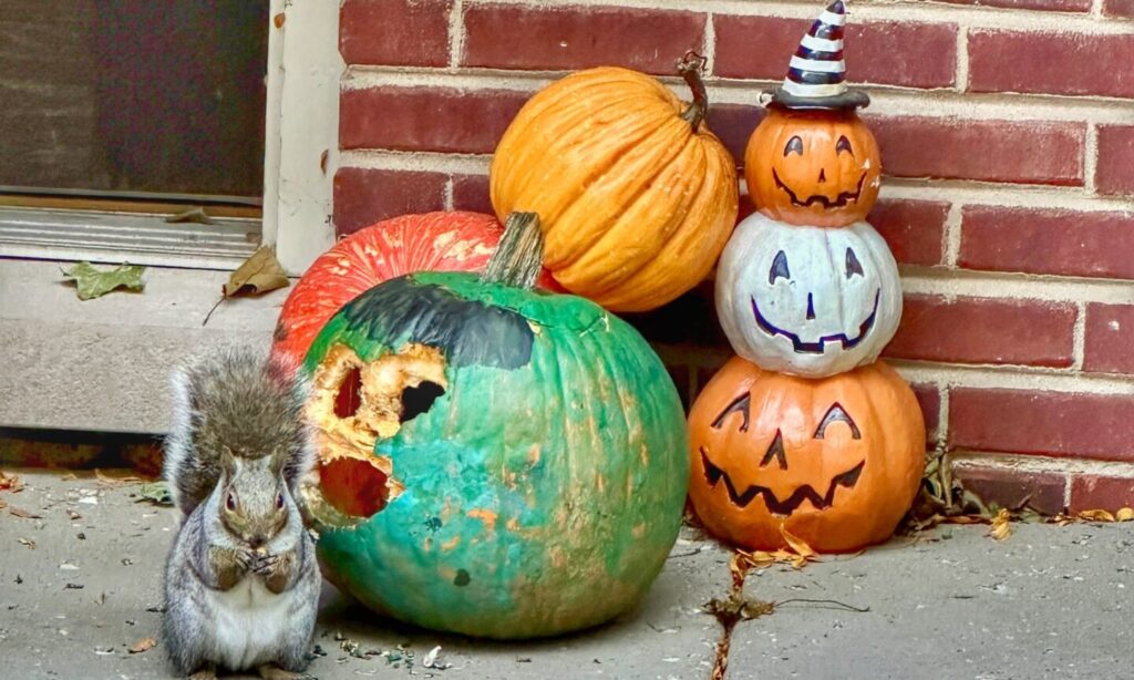 Weekly Mortgage Rates Drop on Squirrelly Jobs Data