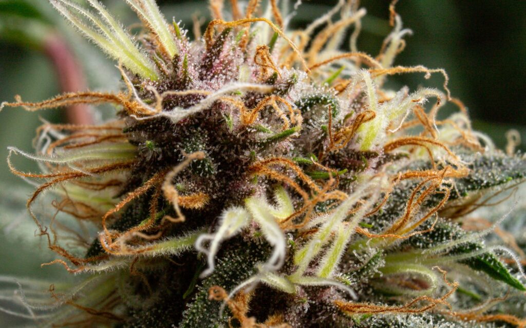 Green Thumb Industries Rallies On News Of Possible Cannabis Rescheduling (OTCMKTS:GTBIF)