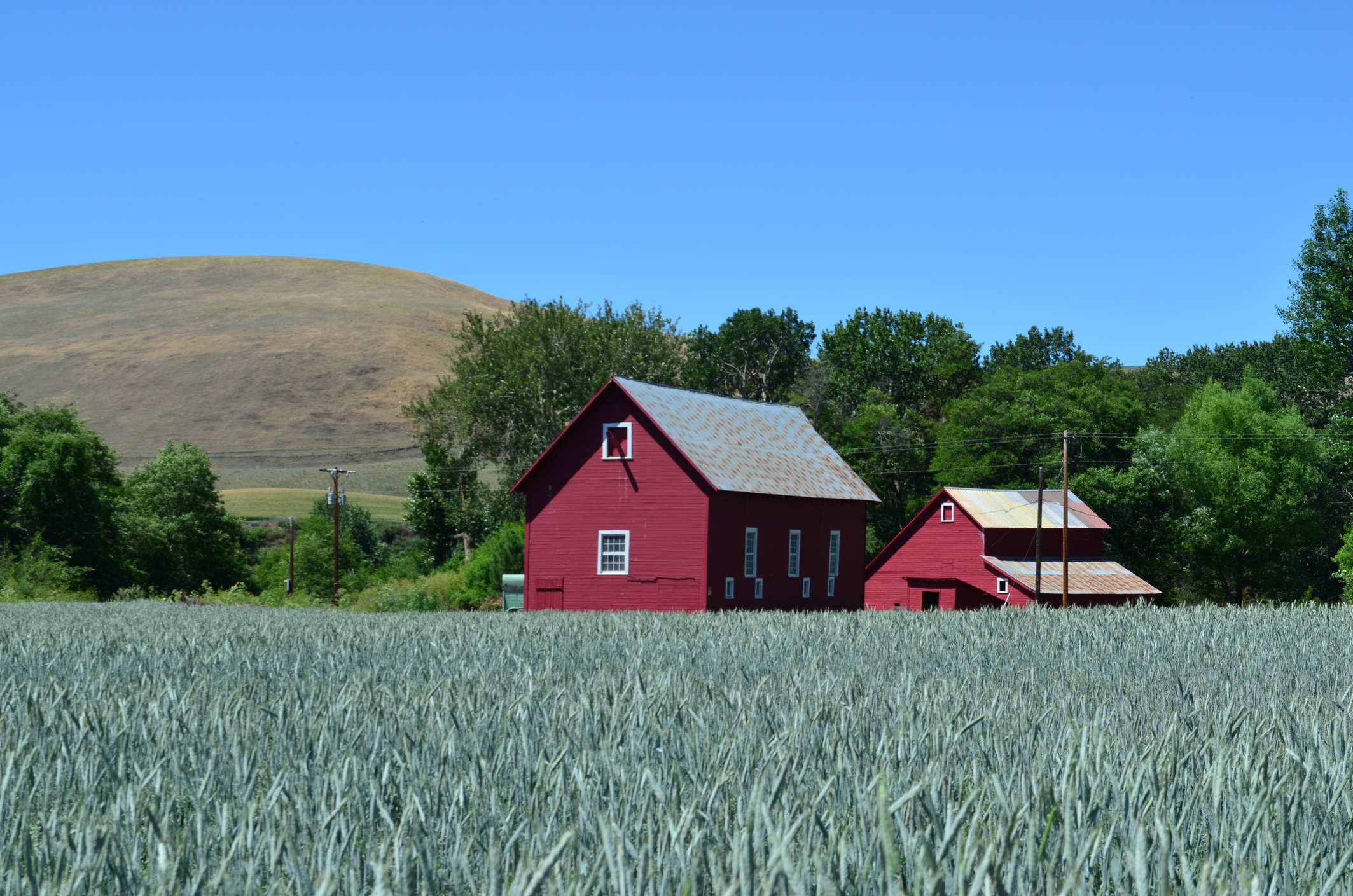 red Palouse barn in a field with rolling hills in the backdrop