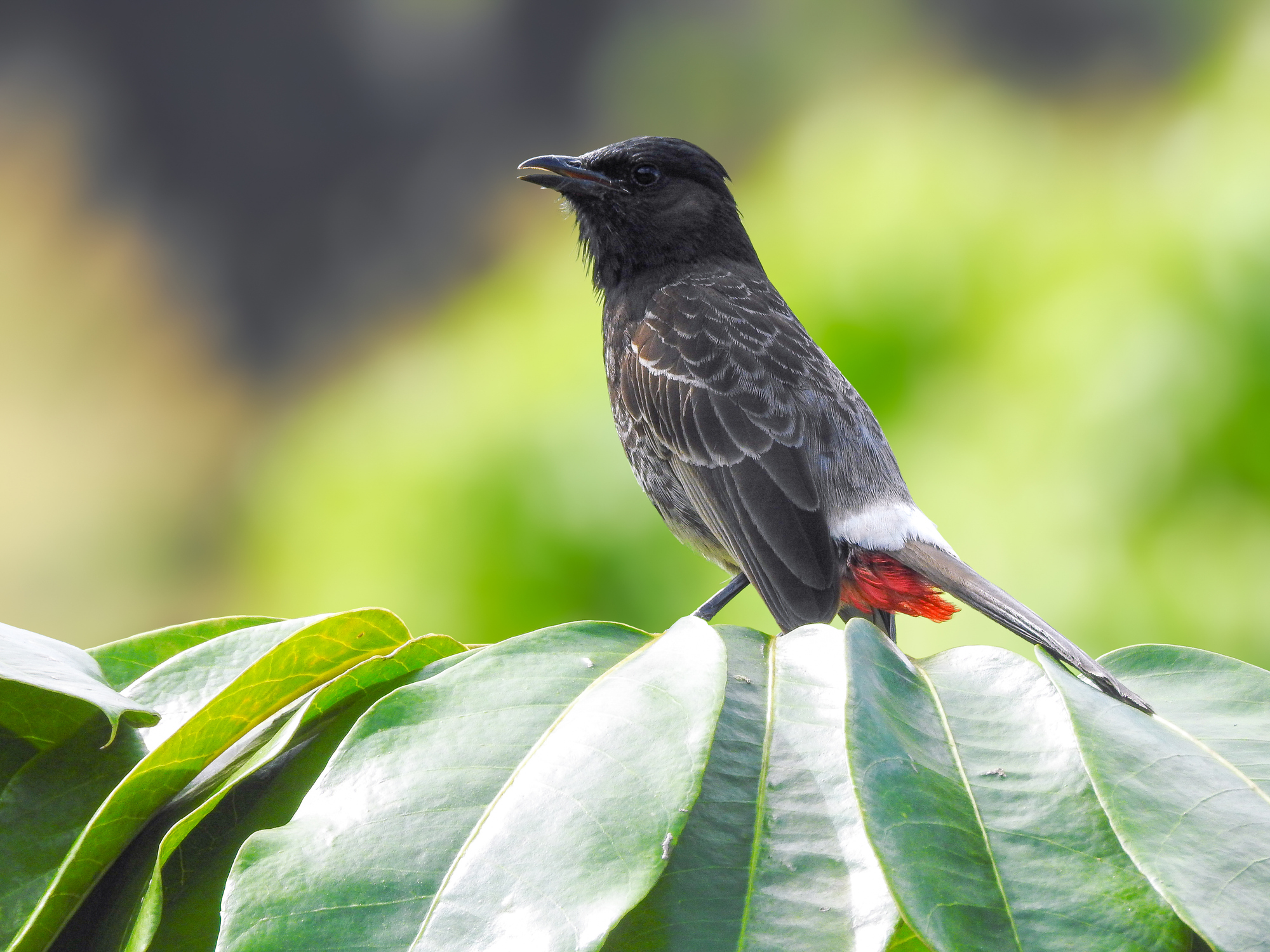 Red-vented Bulbul (Pycnonotus cafer) at the Garden of the Sleeping Giant near Nadi, Fiji