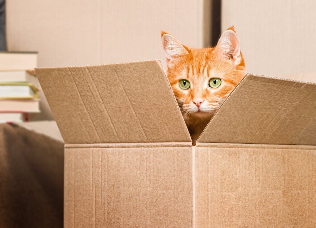 A cat sitting in a cardboard box.