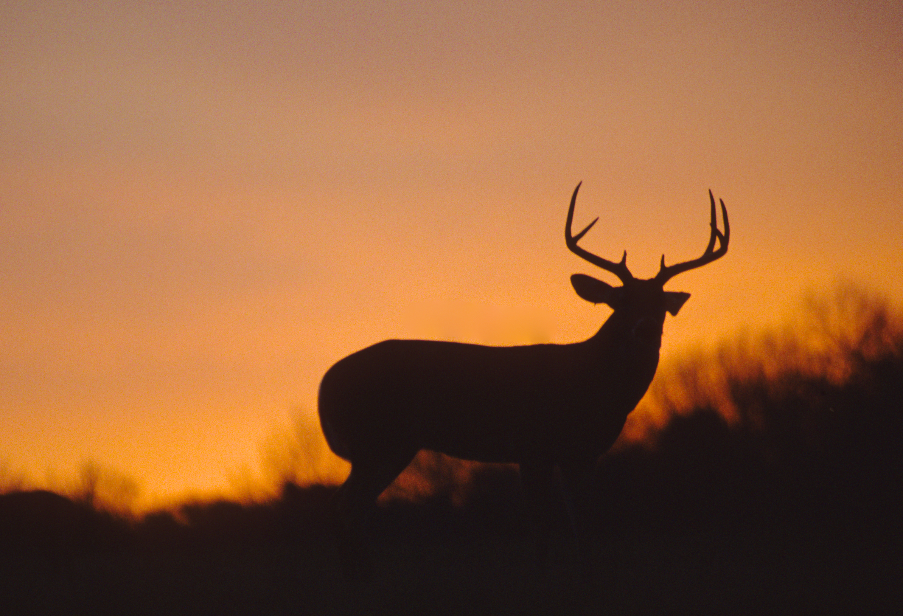 a whitetail buck silhouetted in the sunset