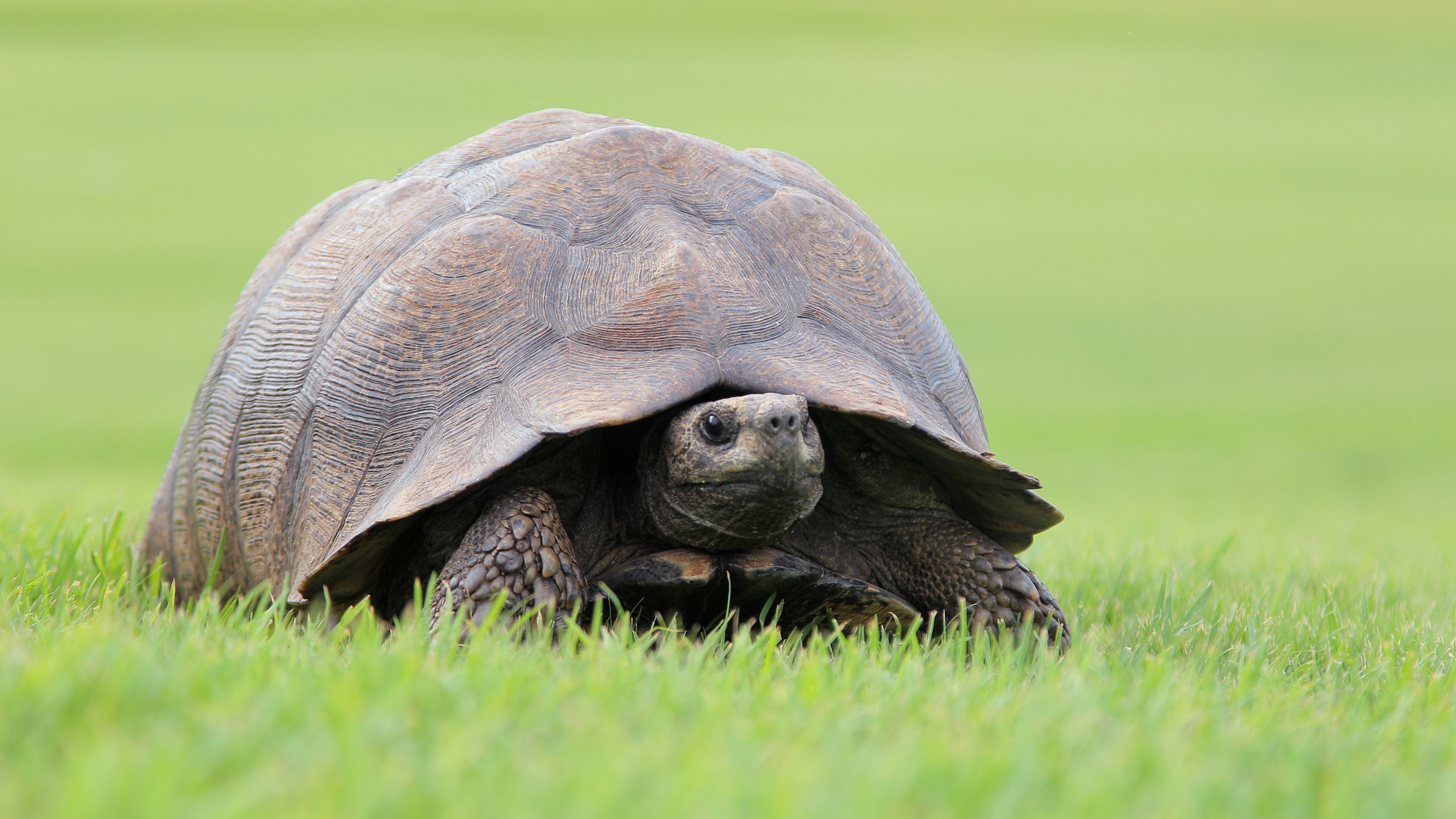 A turtle on green grass.