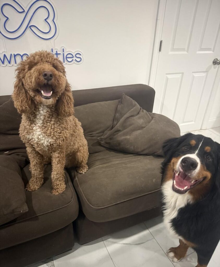 Pawmenities Expands to North Shore with Cage-Free Dog Boarding and Daycare in Lynnfield
