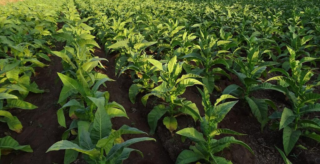 Philip Morris (PM) Appoints Massimo Andolina as Group CFO