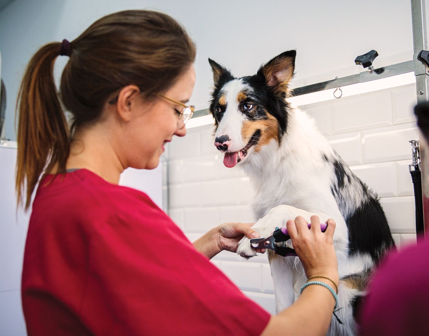 KPF573.pet_care.doggroomerGetty1437553074