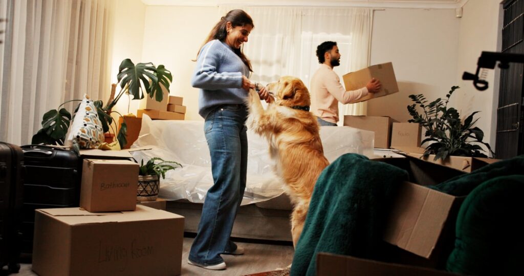 An owner plays with their golden retriever.