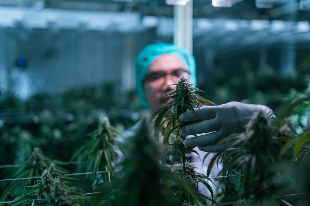 A worker holding a marijuana plant.