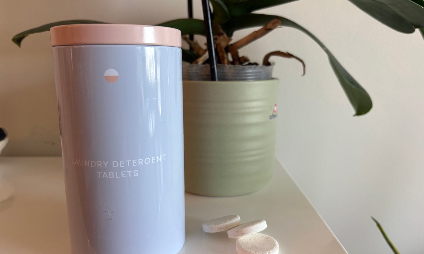 Plant, Potted Plant, Jar