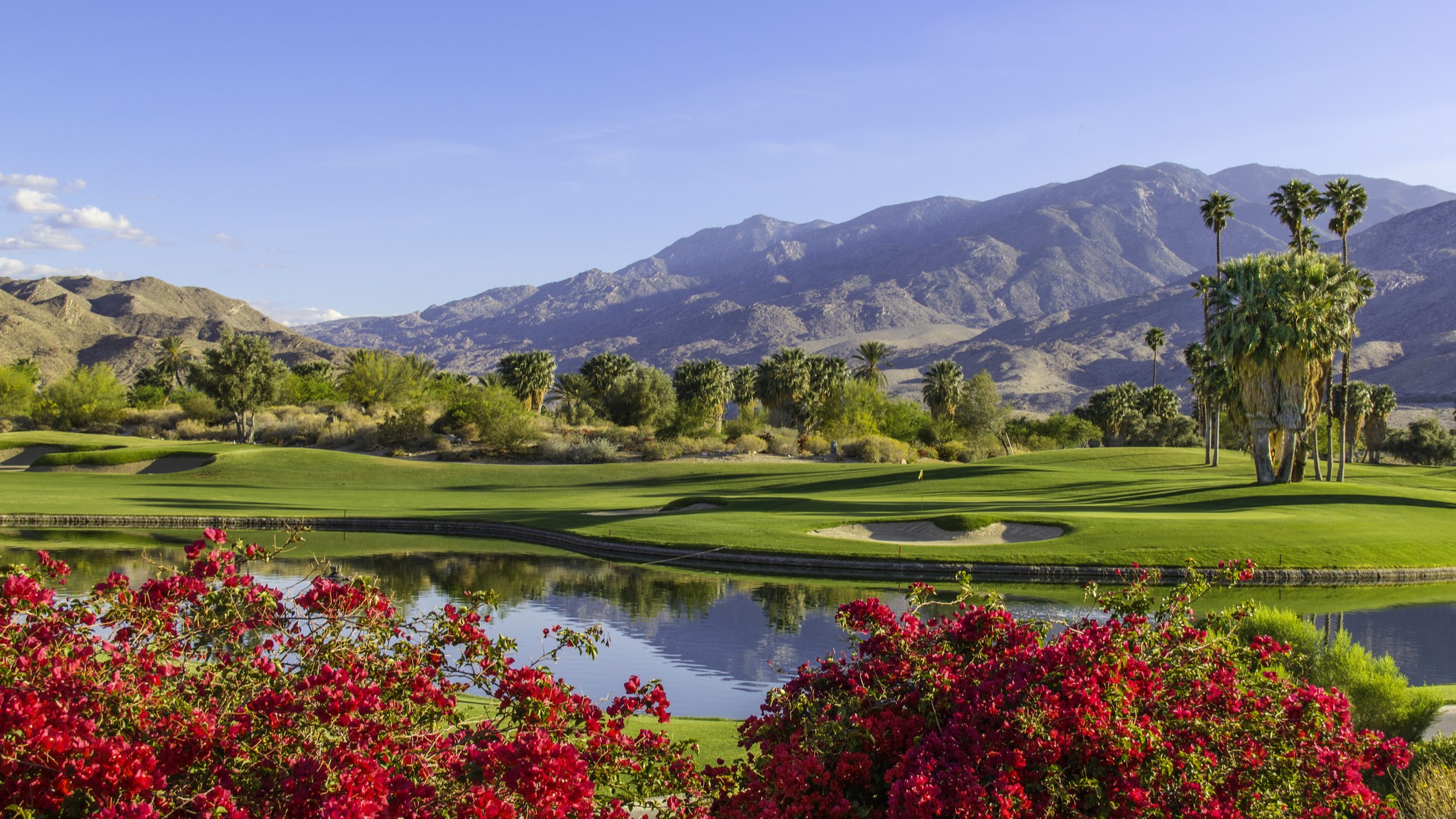 Summer sunlight cast a warm glow to a golf course and bougainvilleas in Palm Springs, California.